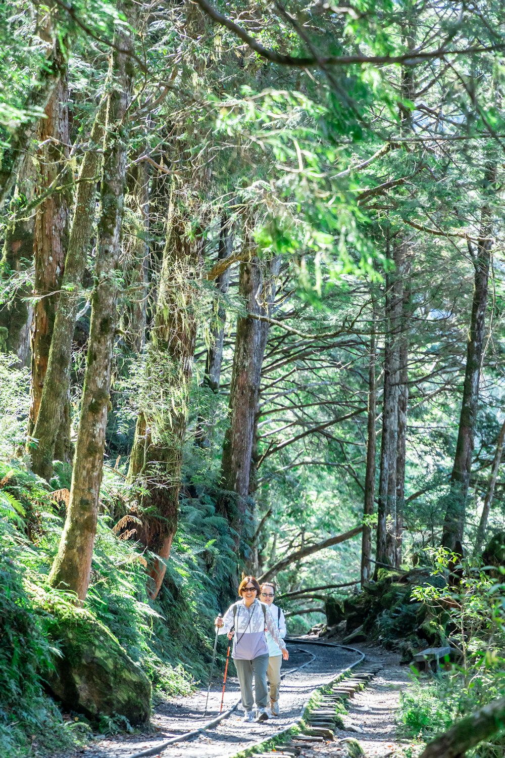 a person walking on a trail in the woods