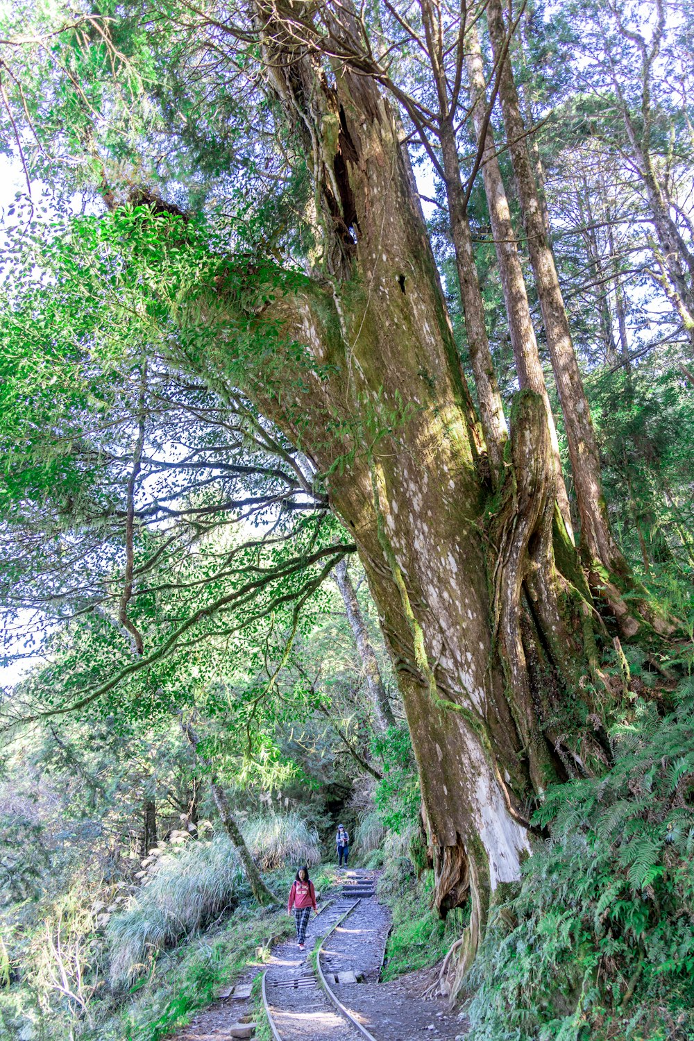 a person walking up a path in the woods