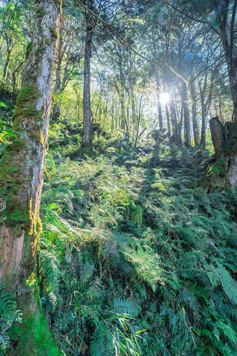 a lush green forest filled with lots of trees