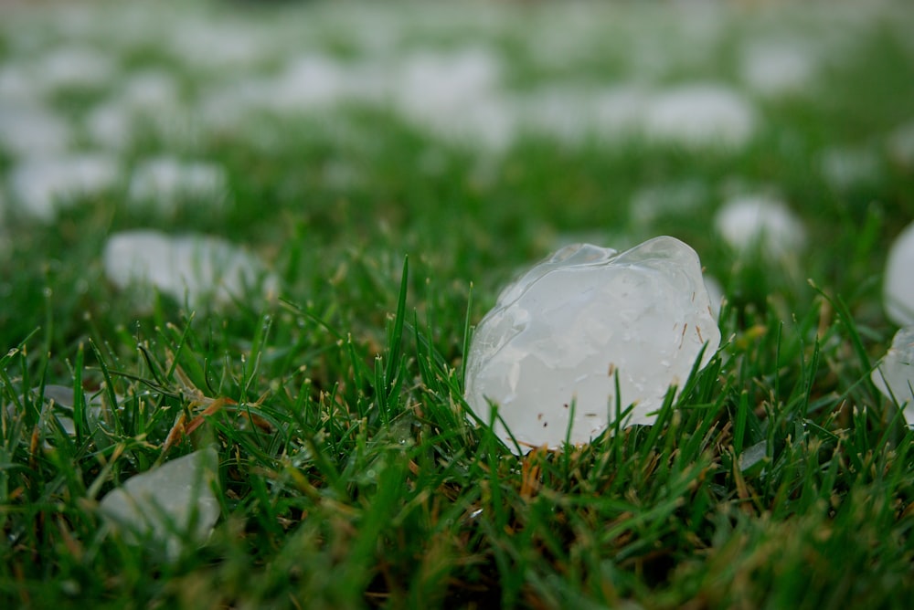 a group of ice cubes sitting on top of a lush green field