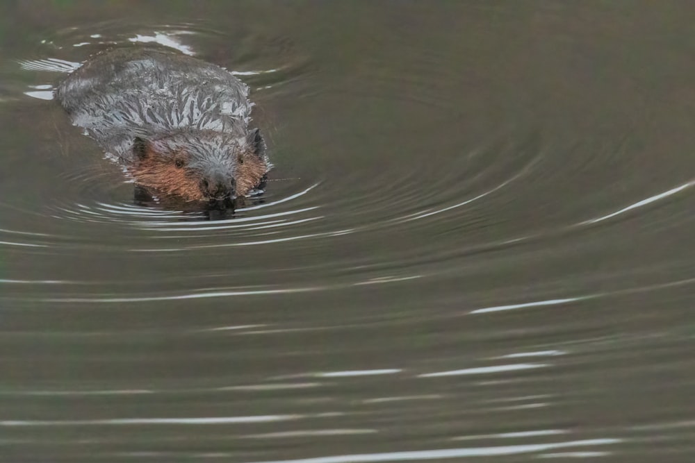 a beaver swimming in the water with its head above the water's surface