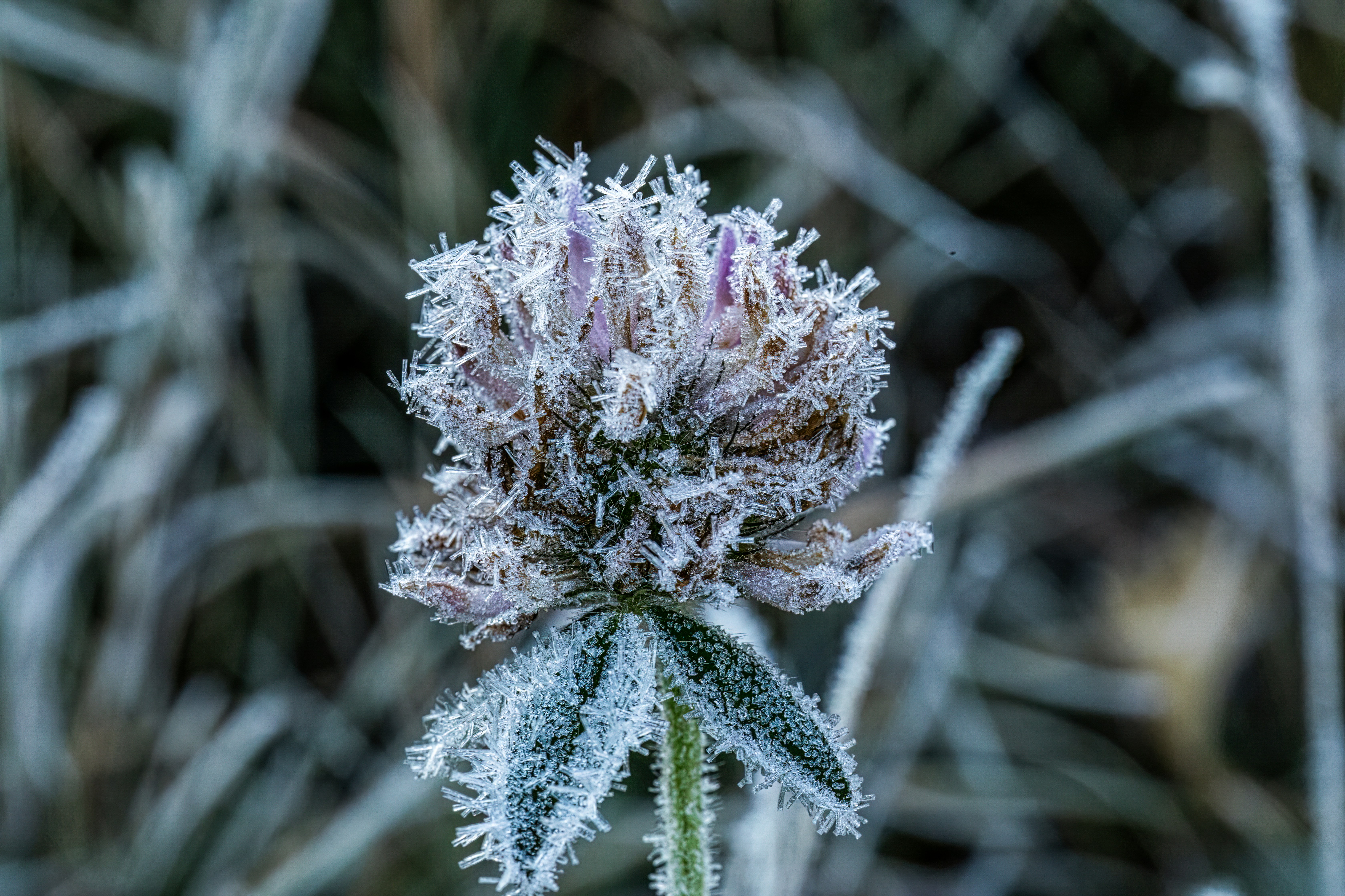a close up of a flower with frost on it