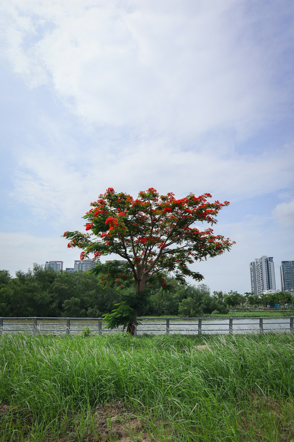 a tree with red flowers in a grassy field