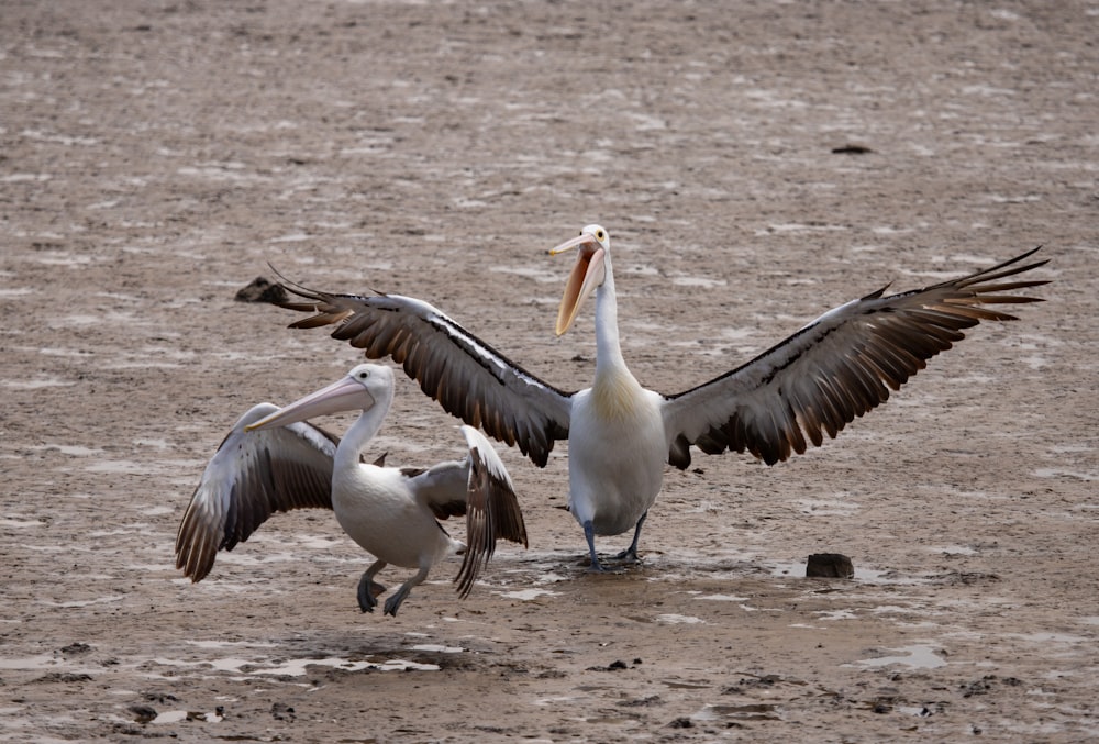 a group of birds standing on top of a sandy beach