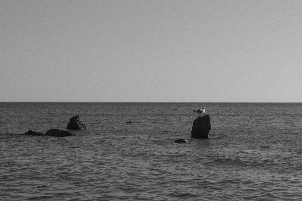 Una foto in bianco e nero di persone nell'oceano