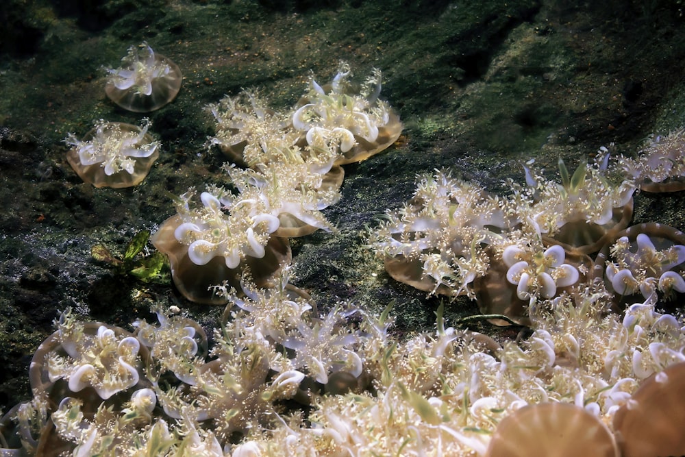 a group of sea anemones on a reef