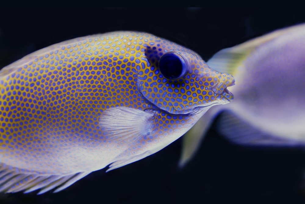 a close up of a blue and yellow fish