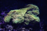 Close-up of bright orange and pink coral branches glowing under aquarium lights.