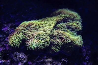 Close-up of bright, branching coral colonies glowing under aquarium lighting.