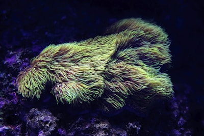 A close-up view of a vibrant coral with long, tentacle-like extensions swaying in the water. The coral is illuminated by a blue and purple light, creating a striking contrast against its lime-green coloration.