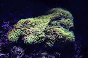 A close-up view of a vibrant coral with long, tentacle-like extensions swaying in the water. The coral is illuminated by a blue and purple light, creating a striking contrast against its lime-green coloration.