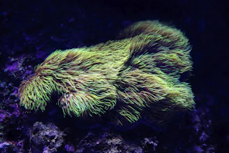 Close-up of a vibrant coral reef glowing under aquarium lighting