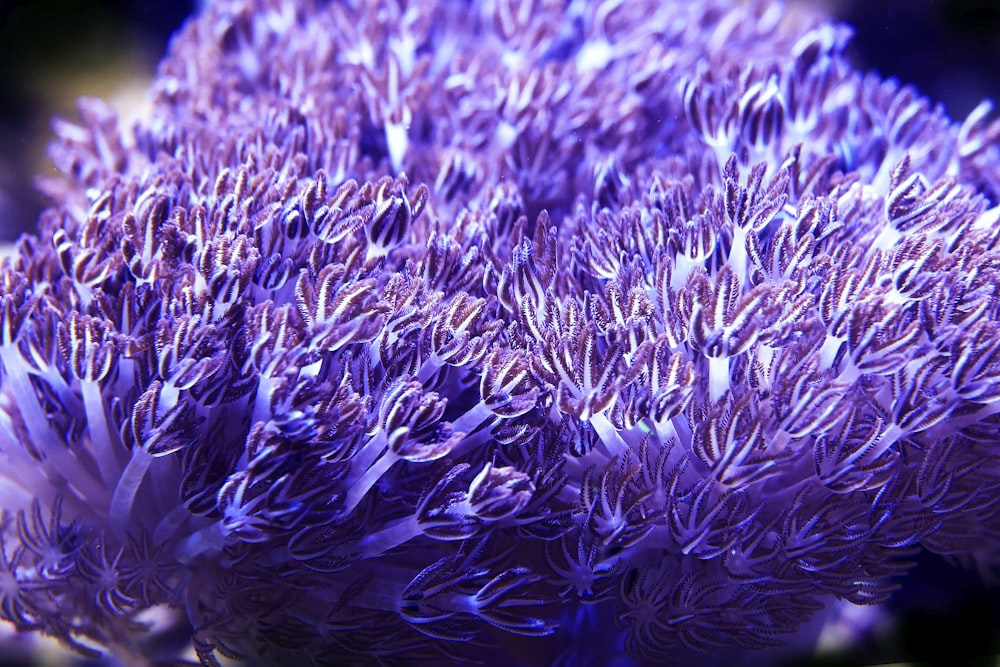 a close up of a purple flower with a blurry background