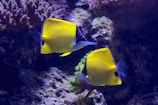 two yellow and blue fish on a coral reef