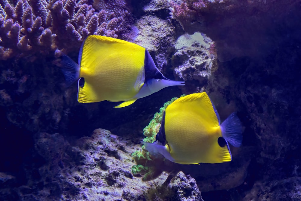 two yellow and blue fish on a coral reef