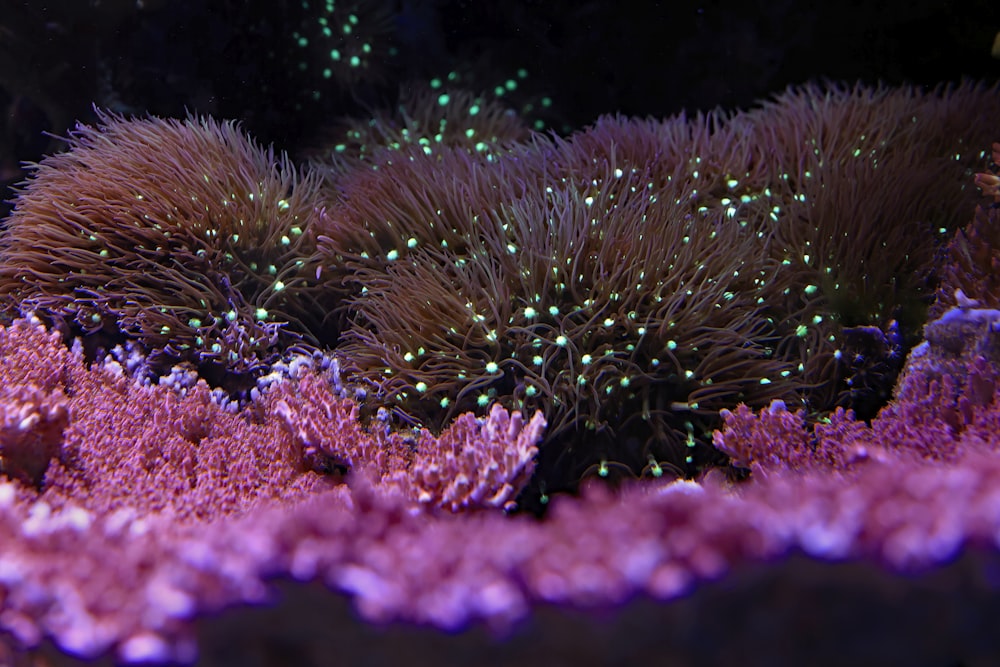 a close up of a sea anemone on a coral