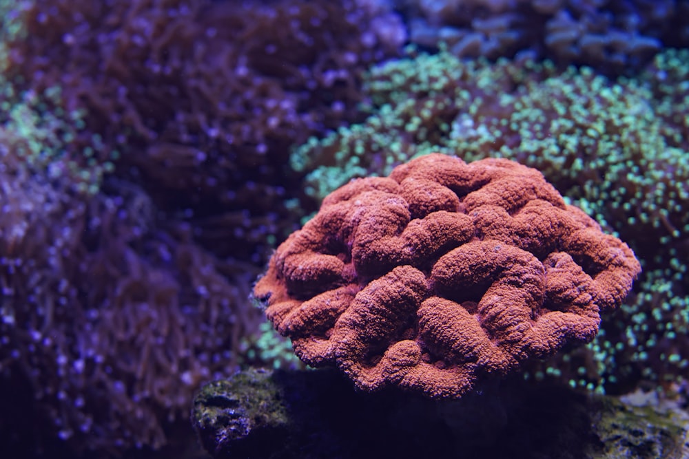 um close up de um coral em um recife de coral