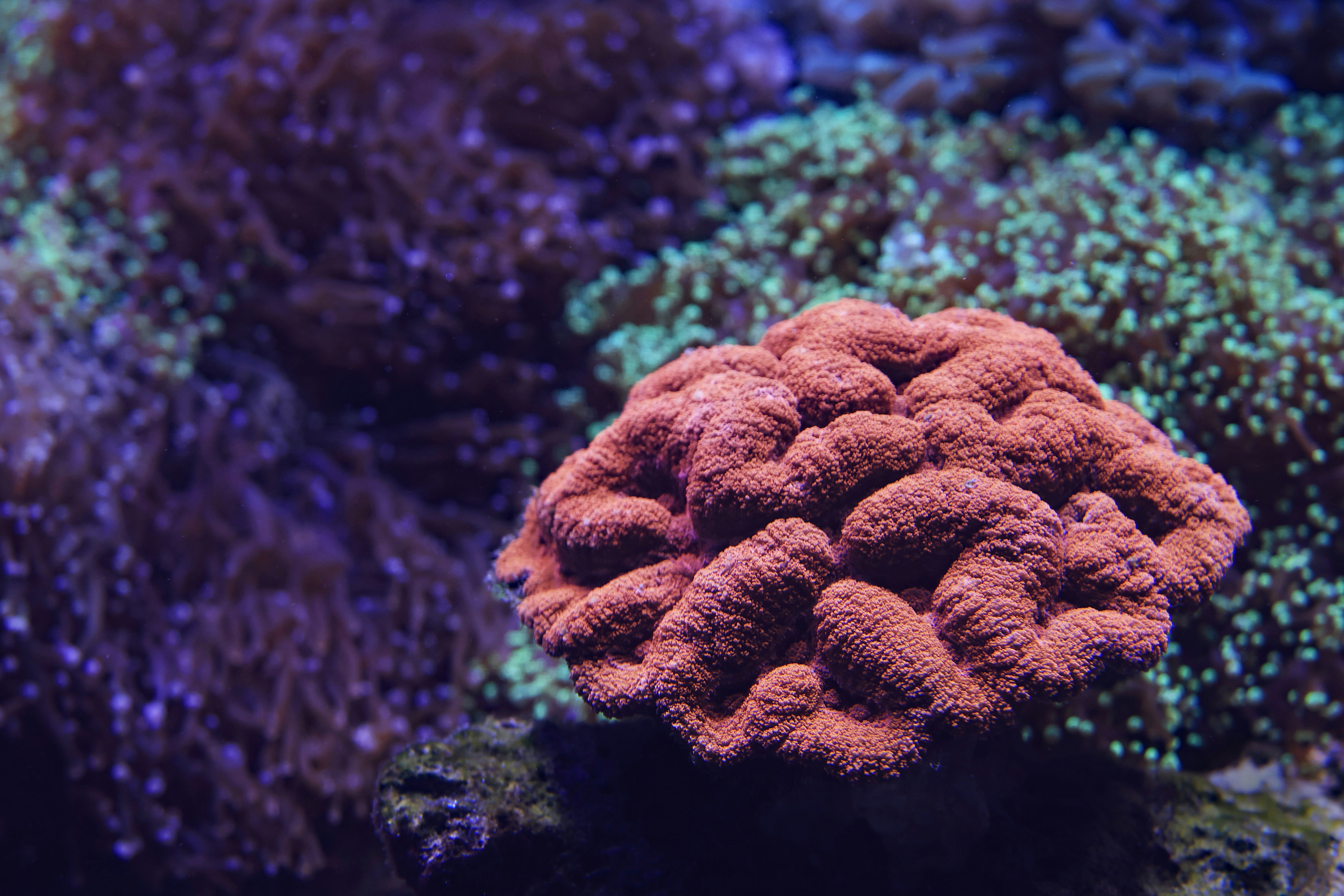 Coral at the Cairns Aquarium.