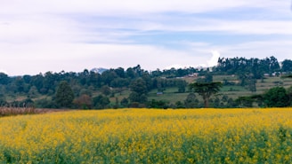 A serene landscape featuring a field of golden wattle flowers under a clear blue sky.
