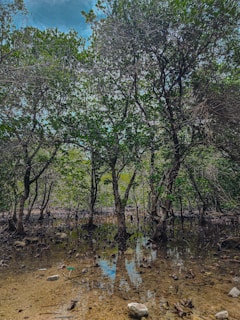 A serene mangrove forest with dense green foliage reflected in a shallow, clear body of water. The ground is scattered with mud and small rocks, while the sky above is lightly cloudy.