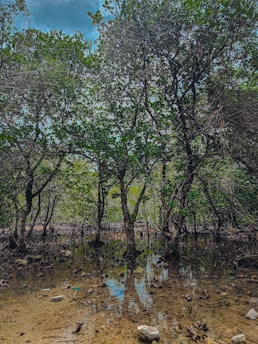 A serene mangrove forest with dense green foliage reflected in a shallow, clear body of water. The ground is scattered with mud and small rocks, while the sky above is lightly cloudy.