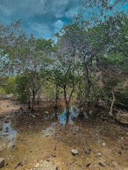A lush, natural landscape featuring a mangrove area with trees growing in shallow water. The sky is partly cloudy, casting a muted light over the scene. The ground is covered with stones, twigs, and debris, creating a rustic and serene atmosphere.