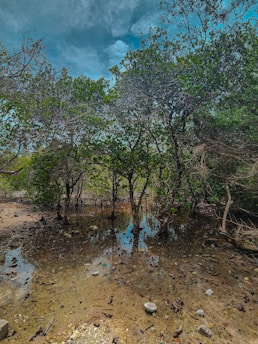 A lush, natural landscape featuring a mangrove area with trees growing in shallow water. The sky is partly cloudy, casting a muted light over the scene. The ground is covered with stones, twigs, and debris, creating a rustic and serene atmosphere.