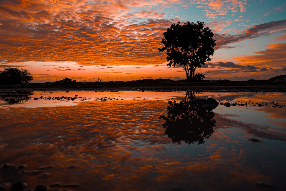 a tree in the middle of a body of water