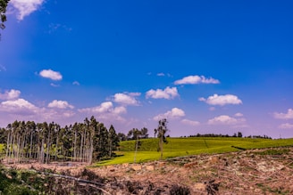 A scenic forest landscape showcasing sustainable forestry practices.