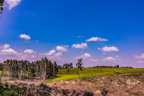 A scenic view of a forest area being restored.