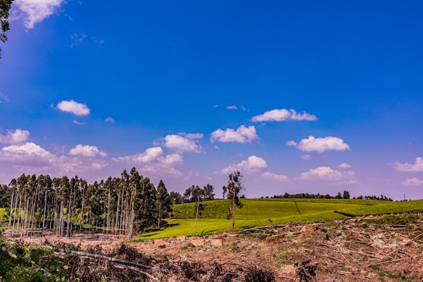 A scenic forest landscape showcasing sustainable forestry practices.