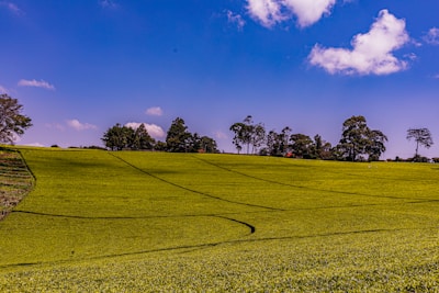 A sprawling green field bordered by mature trees under a clear blue sky.
