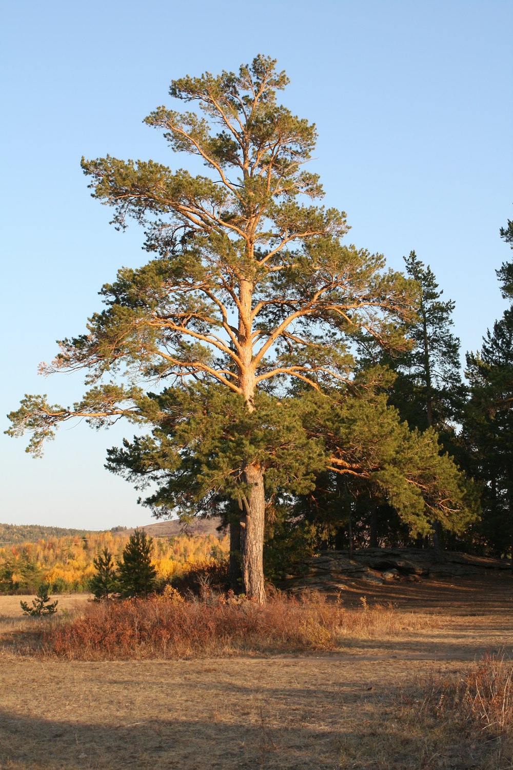 a lone tree in a field with a blue sky in the background