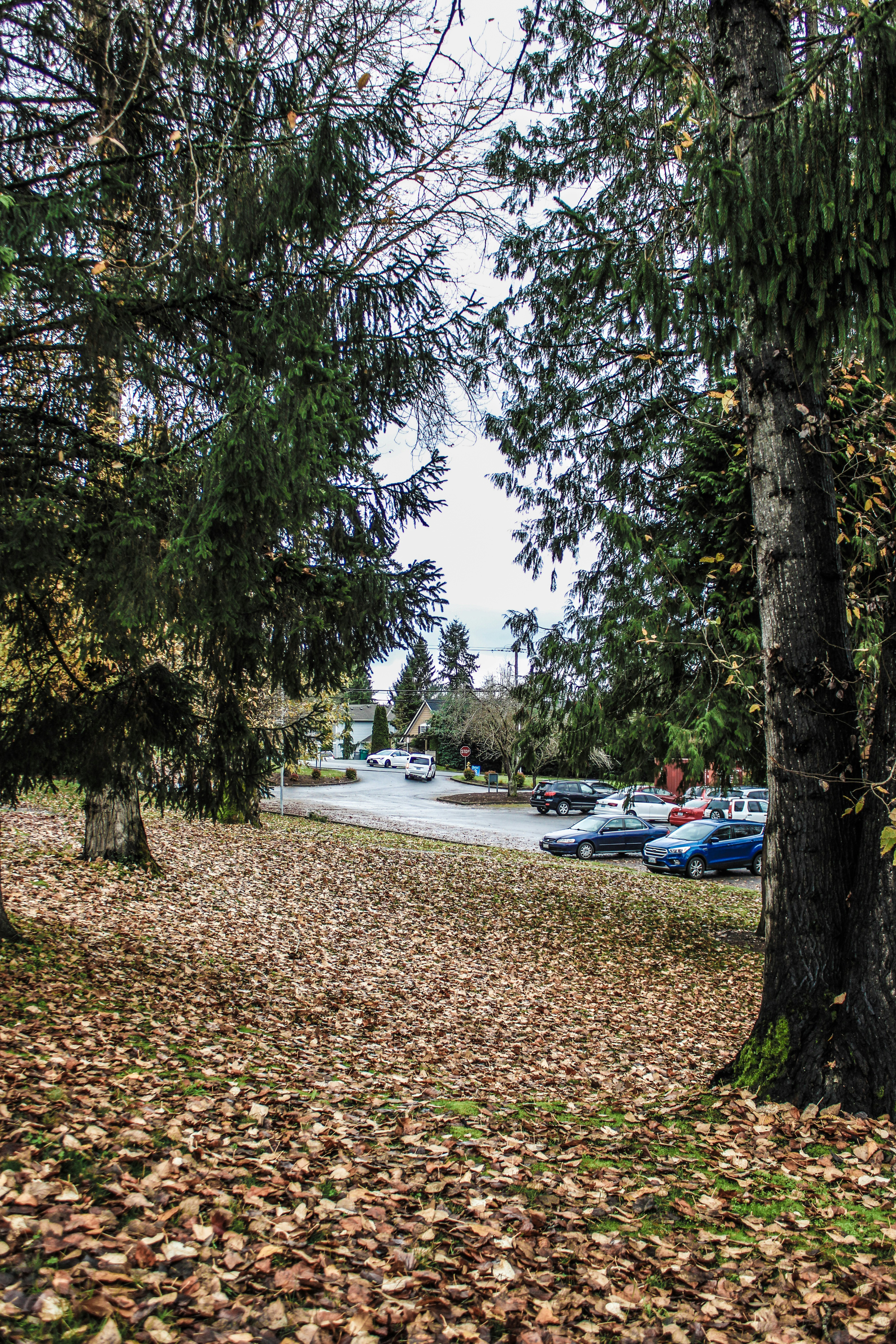 lot clearing