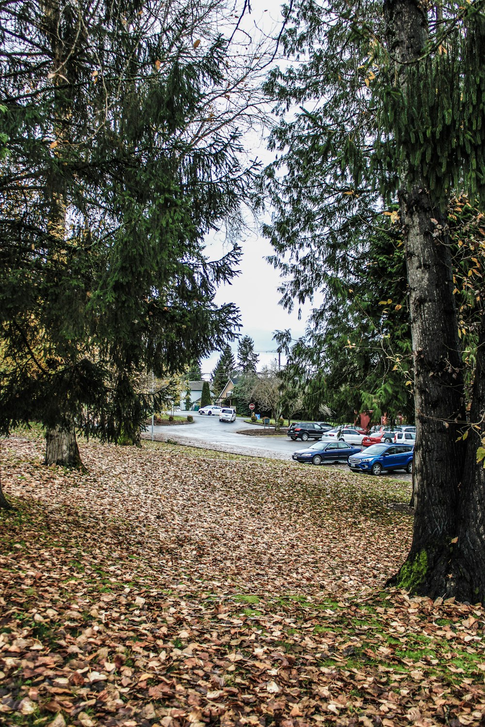 a bunch of leaves that are on the ground