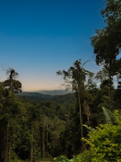 A dense, lush rainforest landscape stretches into the distance under a clear blue sky. Tall trees rise prominently in the foreground while the horizon reveals layers of mountain ridges fading into the mist.