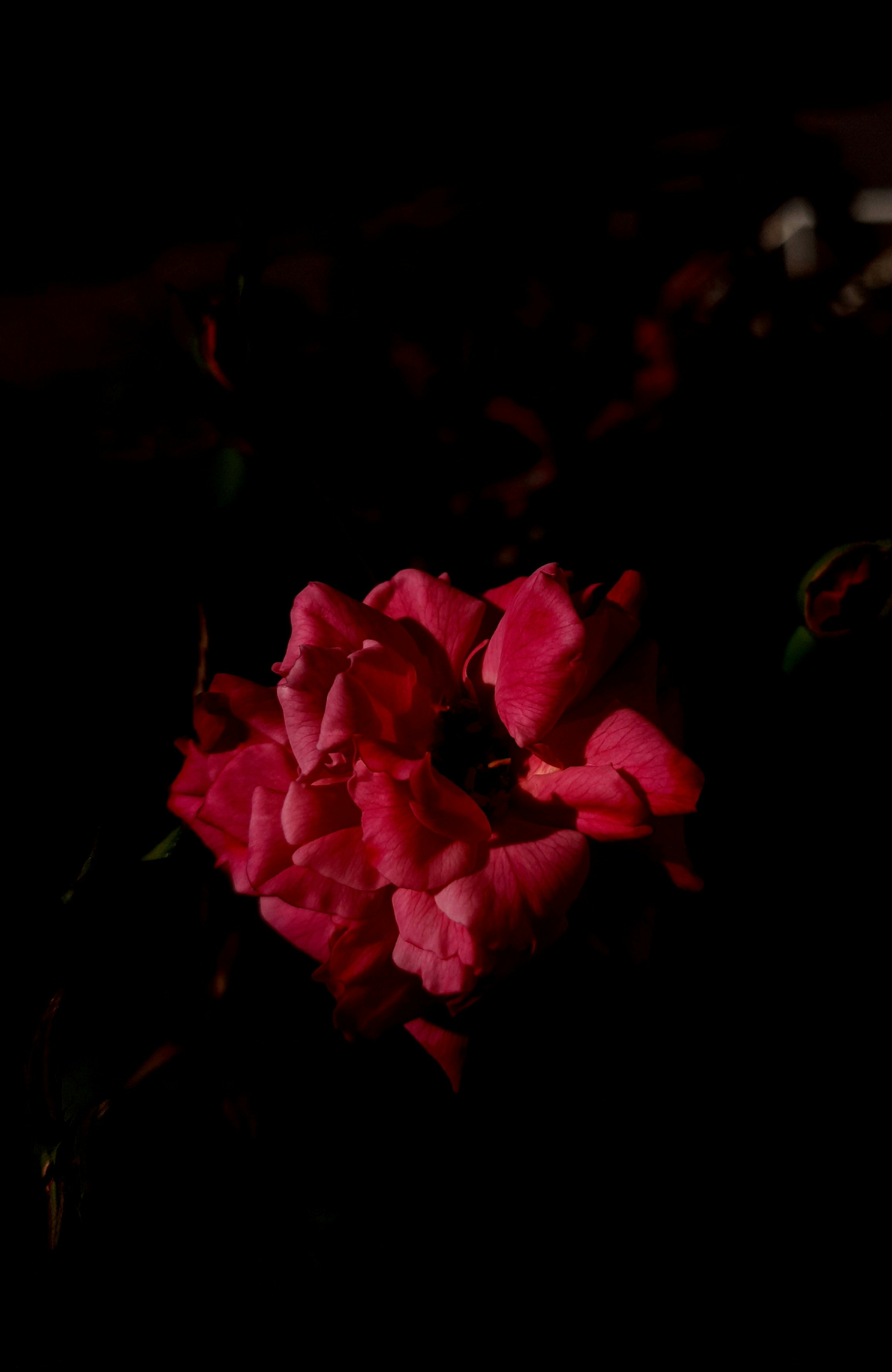 Lazo Fucsia Brillante