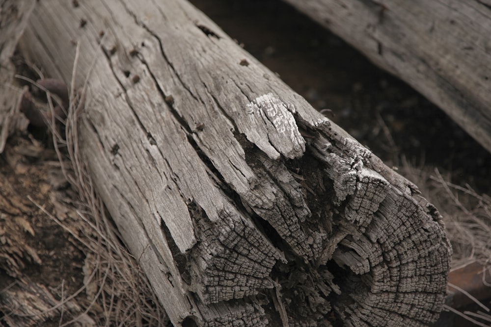 a close up of a piece of wood on the ground