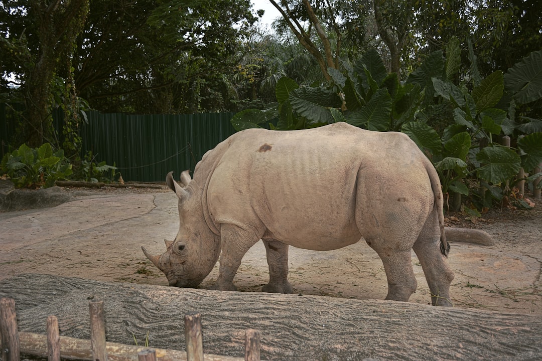 7 Top Rhino Conservation Sites to Visit in Africa and Asia - Etosha… — 7 Top Rhino Conservation Sites to