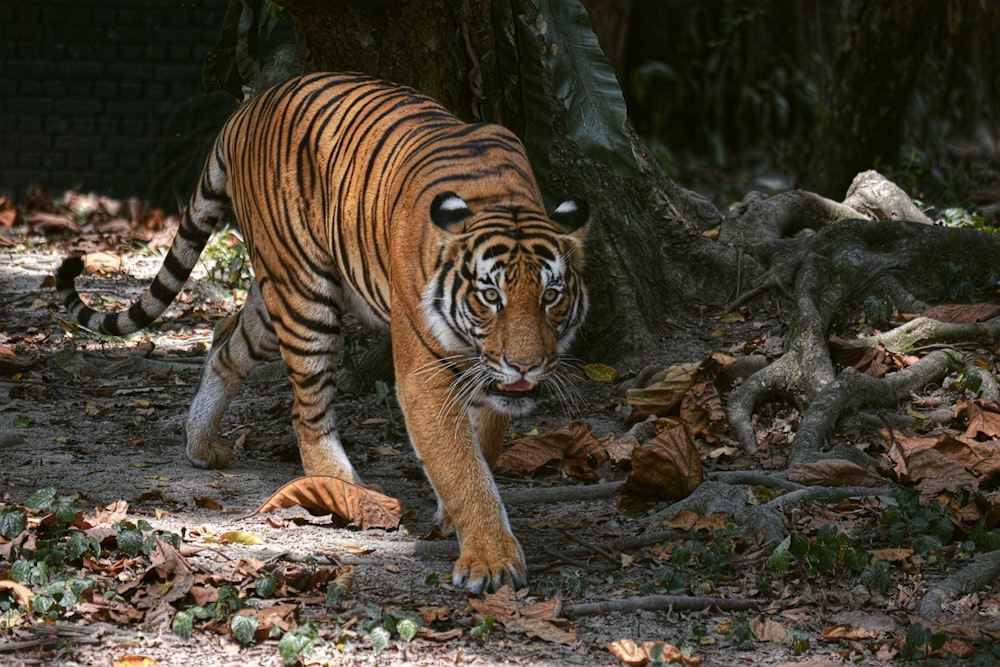 a large tiger walking across a forest covered in leaves