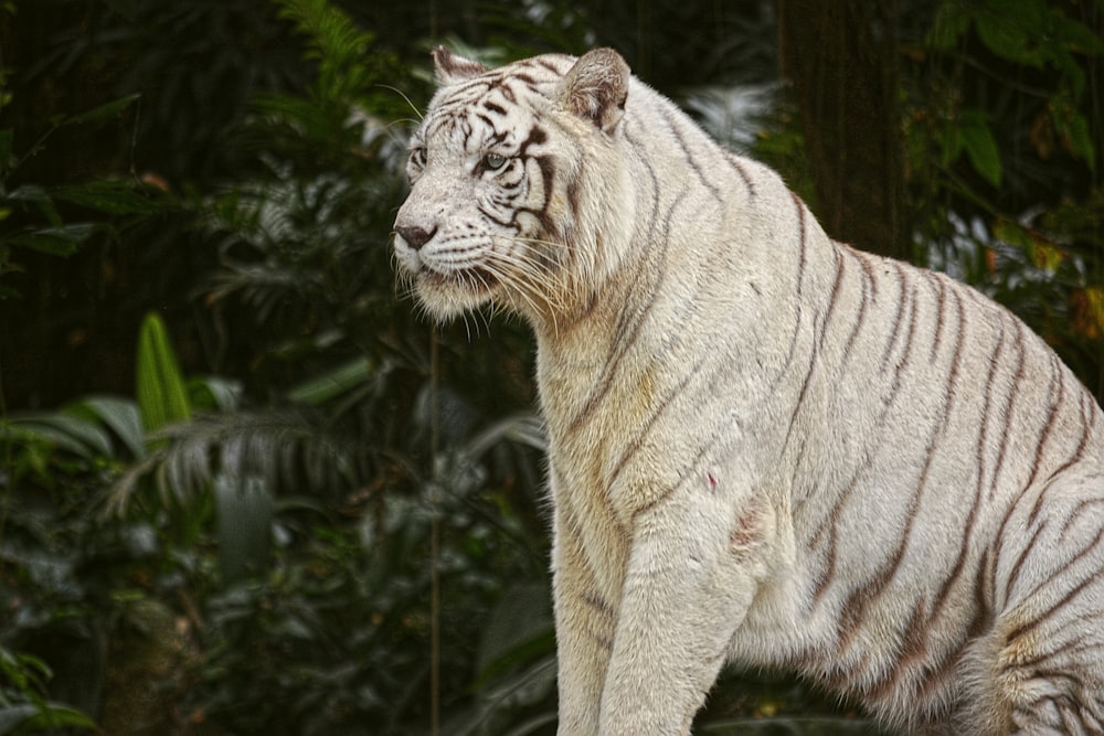 a white tiger standing on top of a rock
