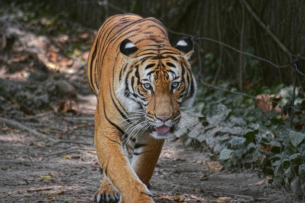 a tiger walking across a dirt road next to a forest