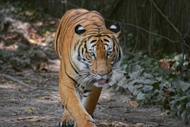 A tiger walks along a dirt path in a dense forest, its fierce eyes fixed forward. The lush greenery and dim lighting create a mysterious atmosphere.