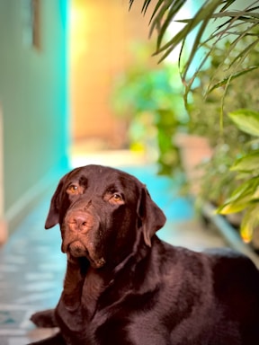 A black Labrador retriever is lying on a tiled floor in a corridor with lush green plants on the side. The background is softly blurred, featuring a gradient of blue and yellow tones, creating a warm, serene atmosphere.