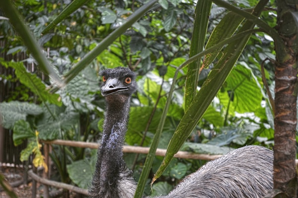 An ostrich standing in front of a lush green forest