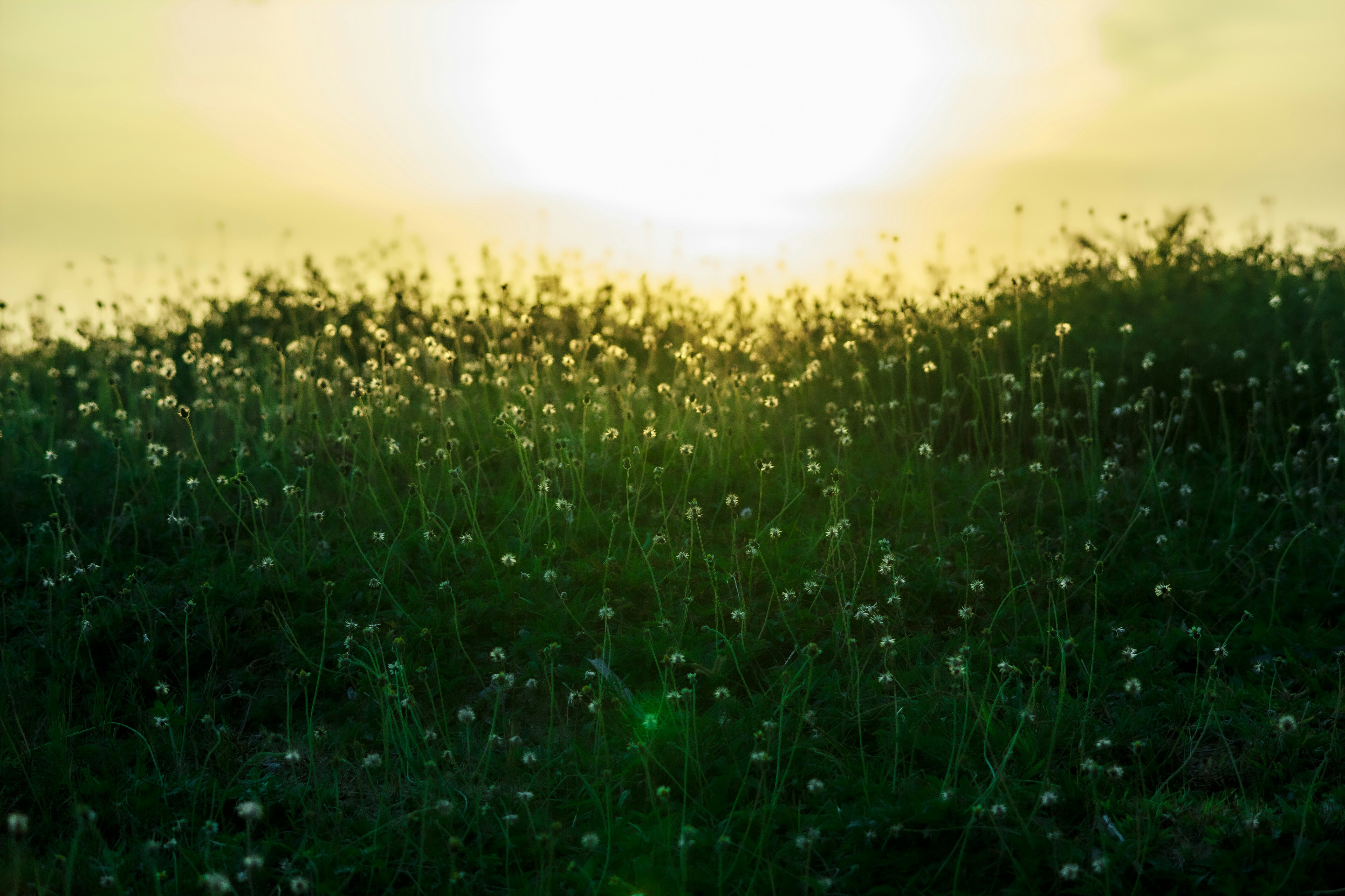 a field of grass with the sun in the background