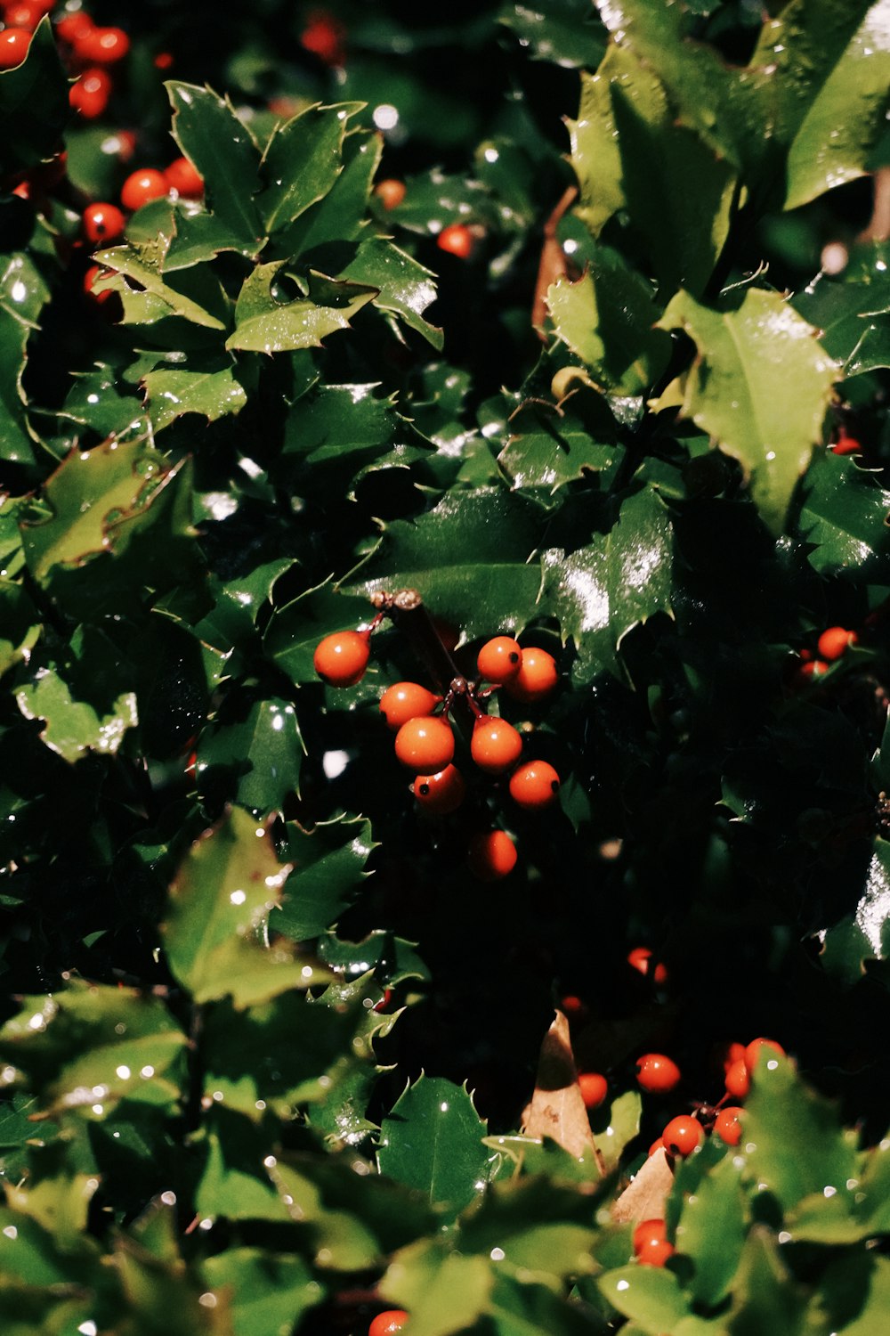 a bush with red berries and green leaves