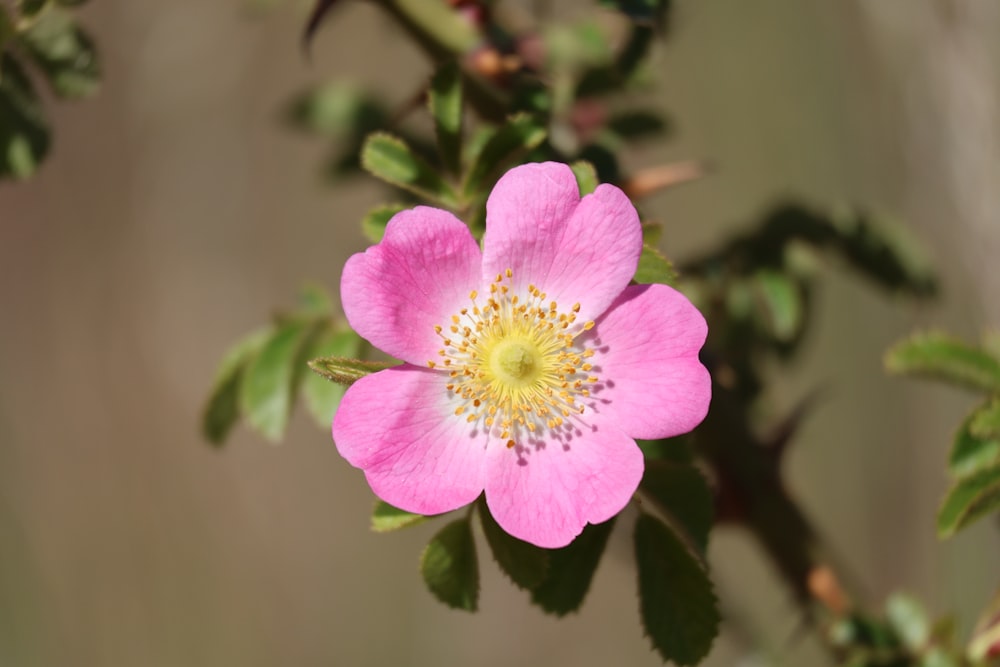 a close up of a pink flower with green leaves