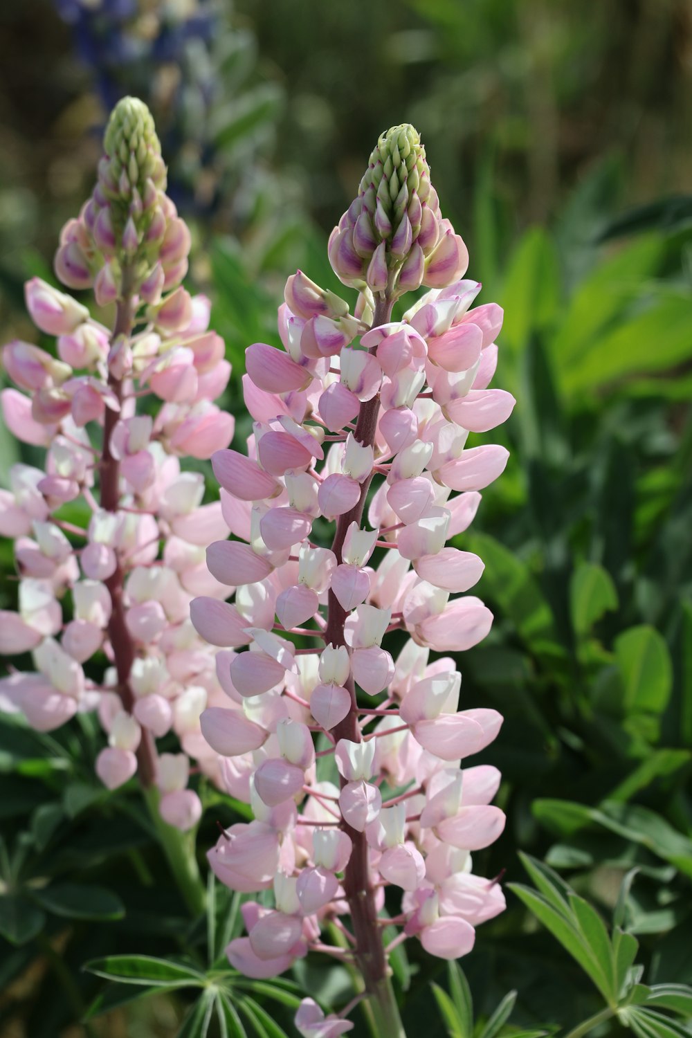 a close up of a pink flower with green leaves