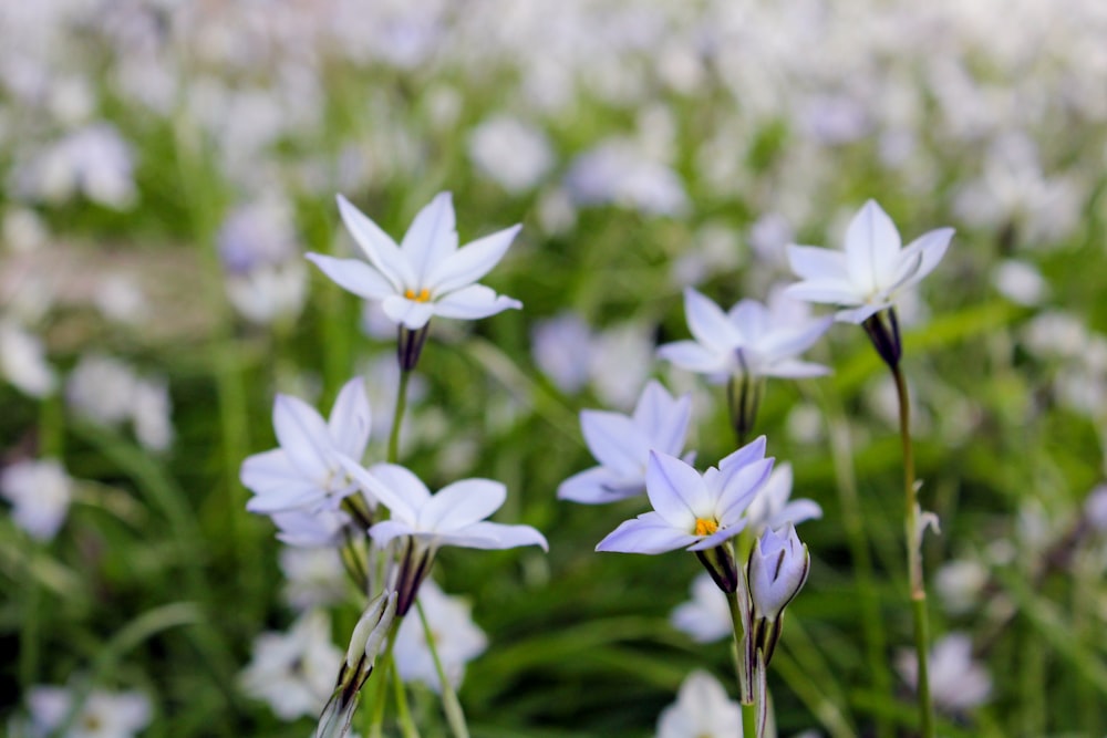 a bunch of white flowers that are in the grass